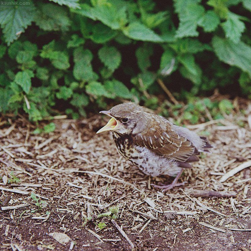 *** фото превью