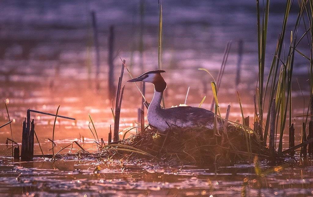 , Вячеслав Мищенко