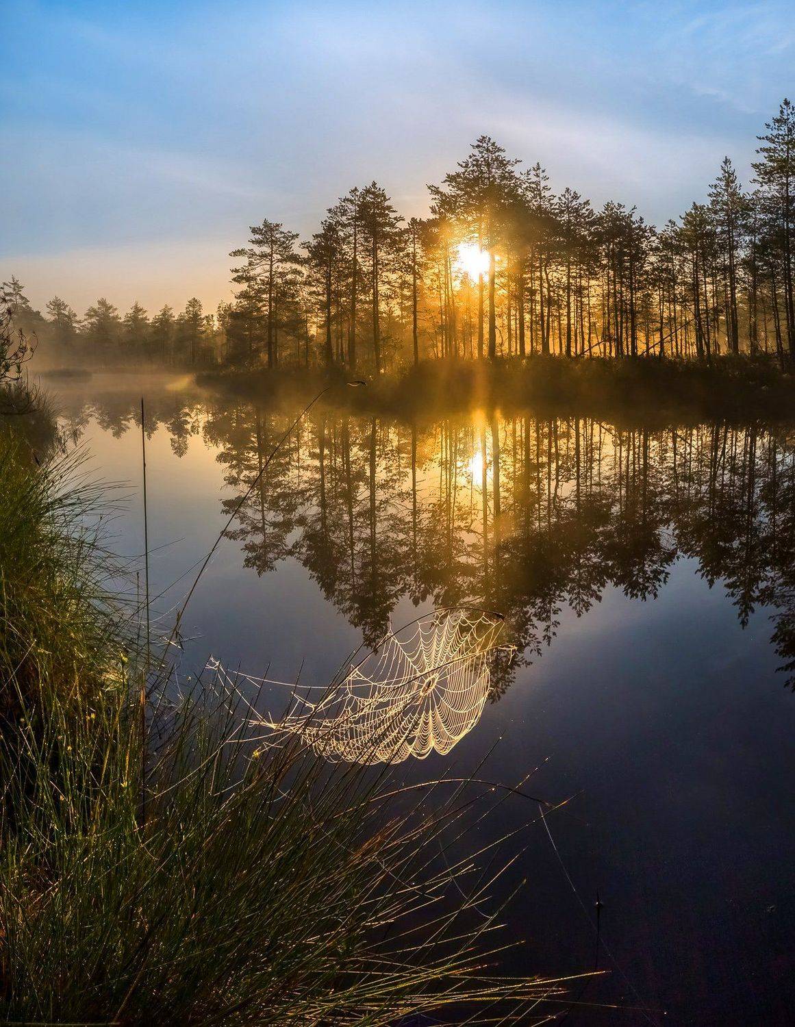 фототур, лето,  ленинградская область, деревья, сосна, озеро, рассвет, туман, солнце, отражение, паутина, лес., Лашков Фёдор