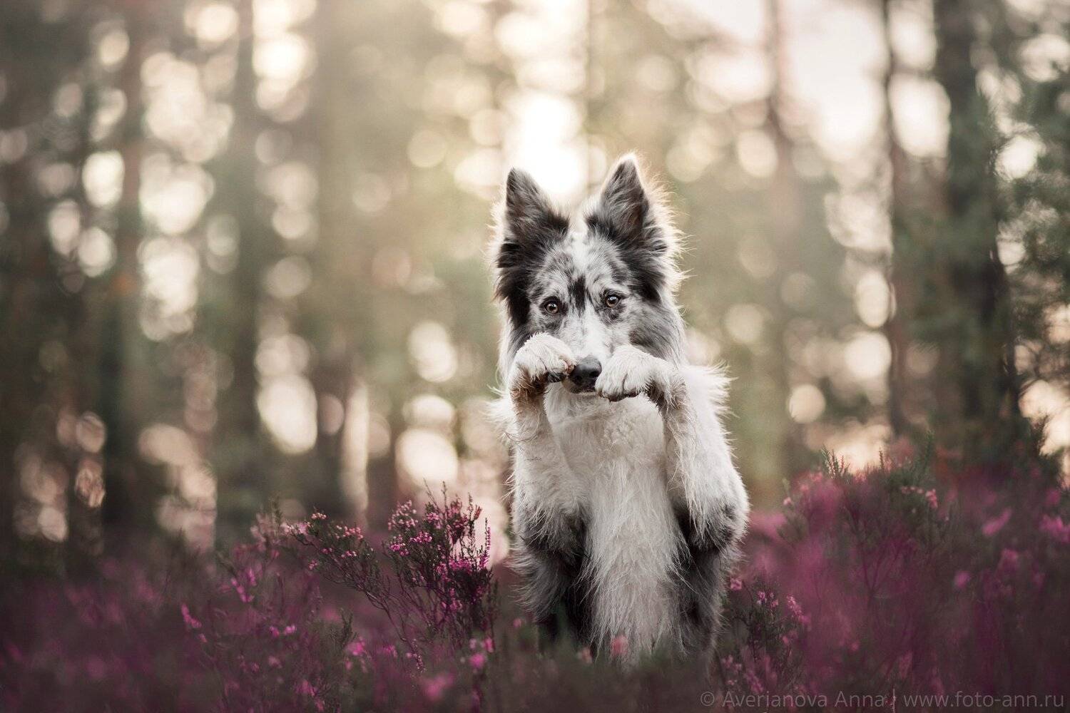 собака, природа, лес, вереск, Анна Аверьянова