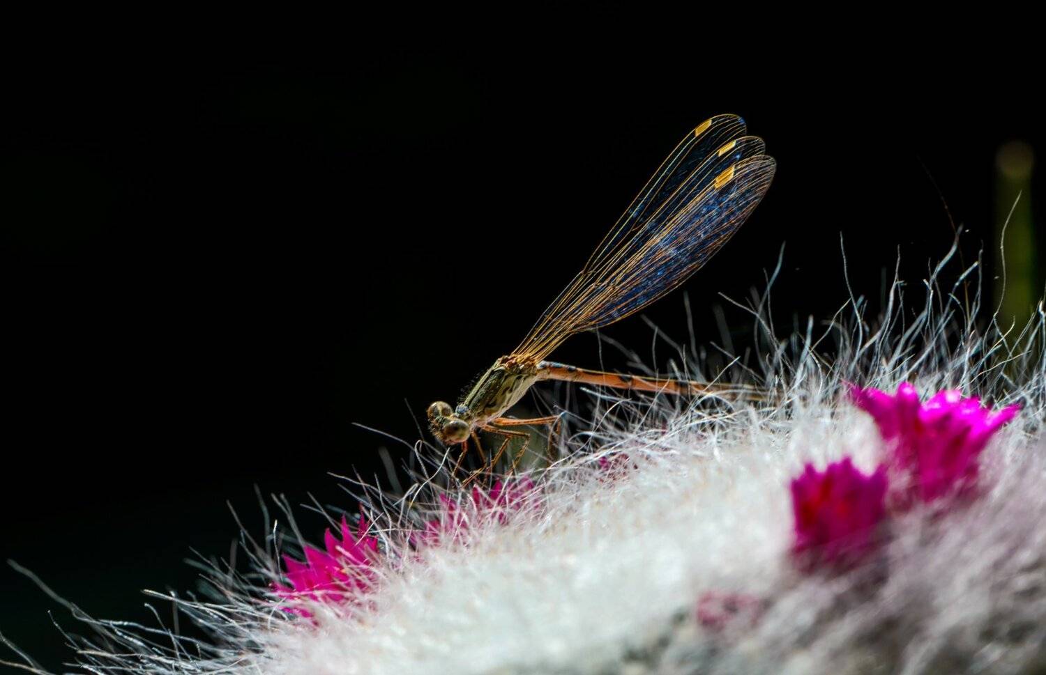 природа, макро, стрекоза, цветы, кактус, маммилярия, контровый свет, Неля Рачкова