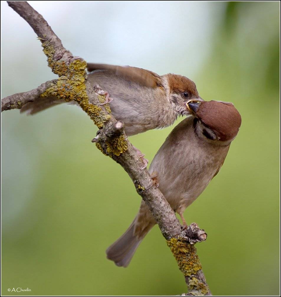 воробьишка,голодный,кормление,птенец, Александр Чувилин