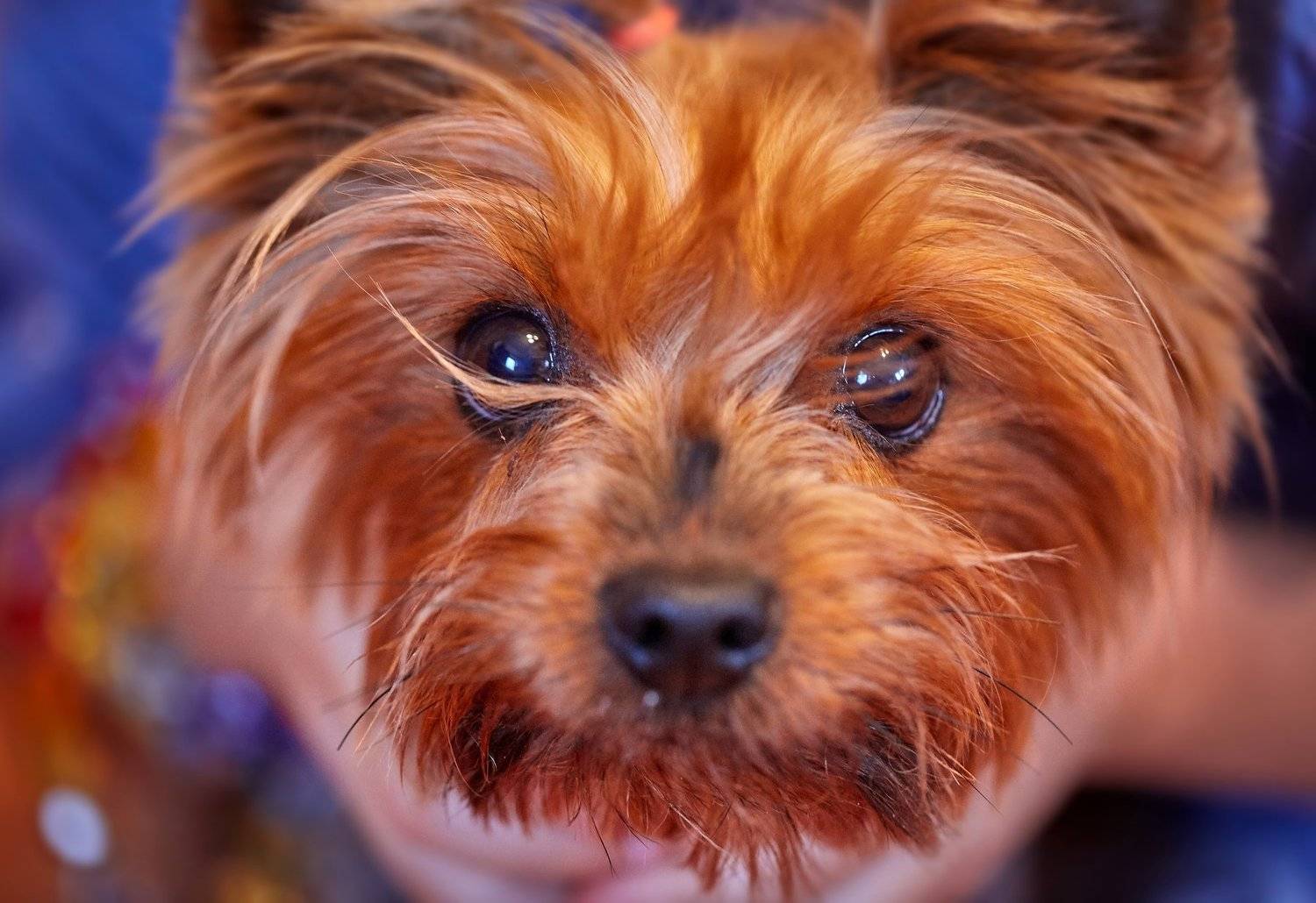 , Главин Андрей