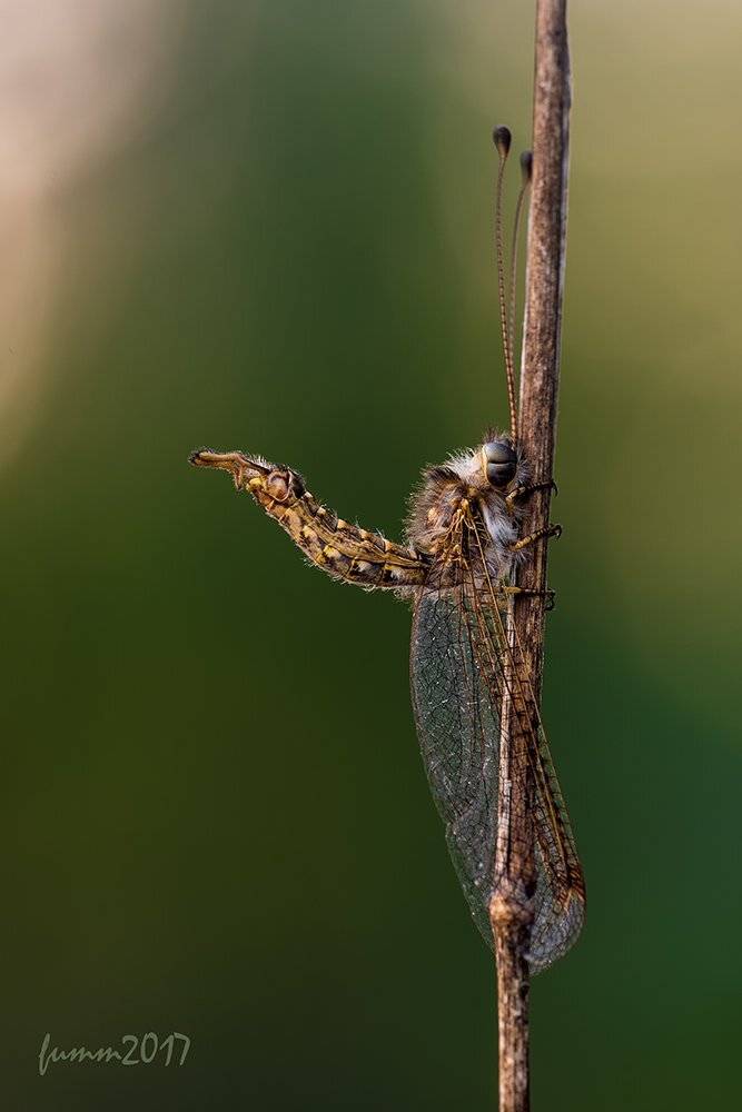 , Игорь ФУММ