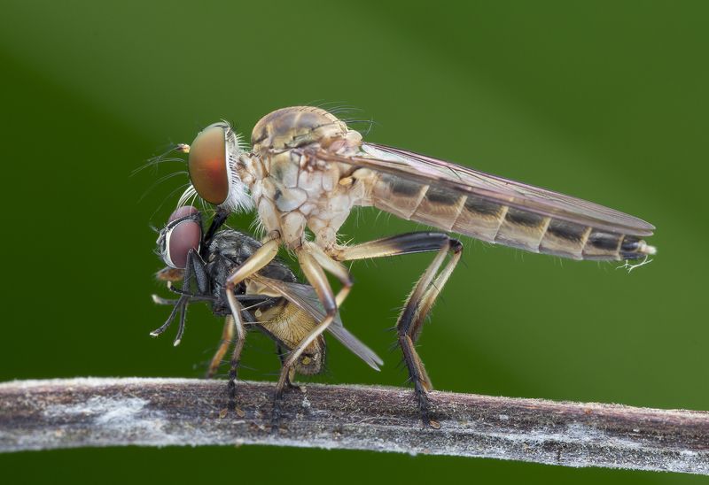 #macro#robberfly#prey#colors Robber Fly With Prey 170828A фото превью