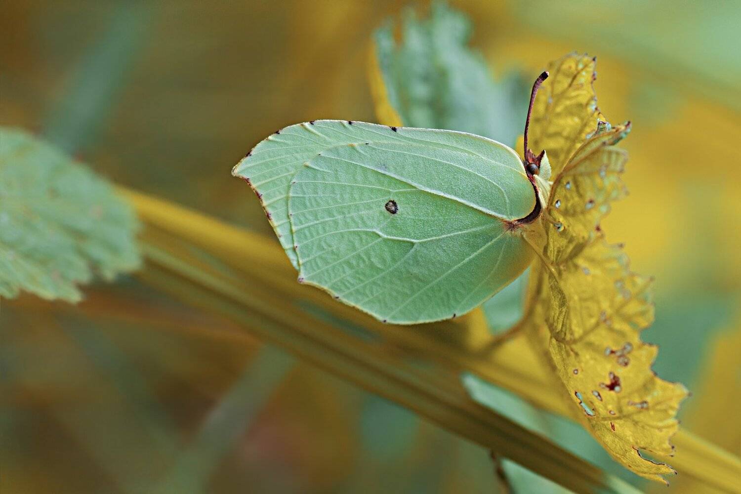бабочка,цветы, желтый, лапки, цвет, Юрий Котов