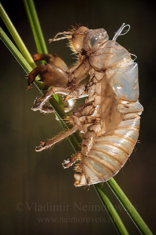 cicada, exuvium, krasnodar territory, dzhankhot The cicada\'s exuvium фото превью