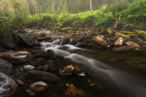 Лесной ручей