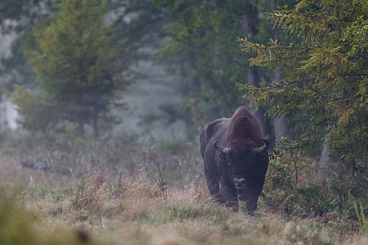 зубр, пуща, bison, Pavel Lychkousky
