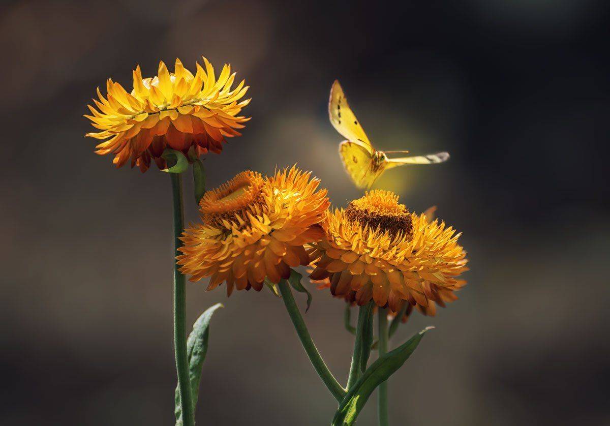 , Шинкарева Елена