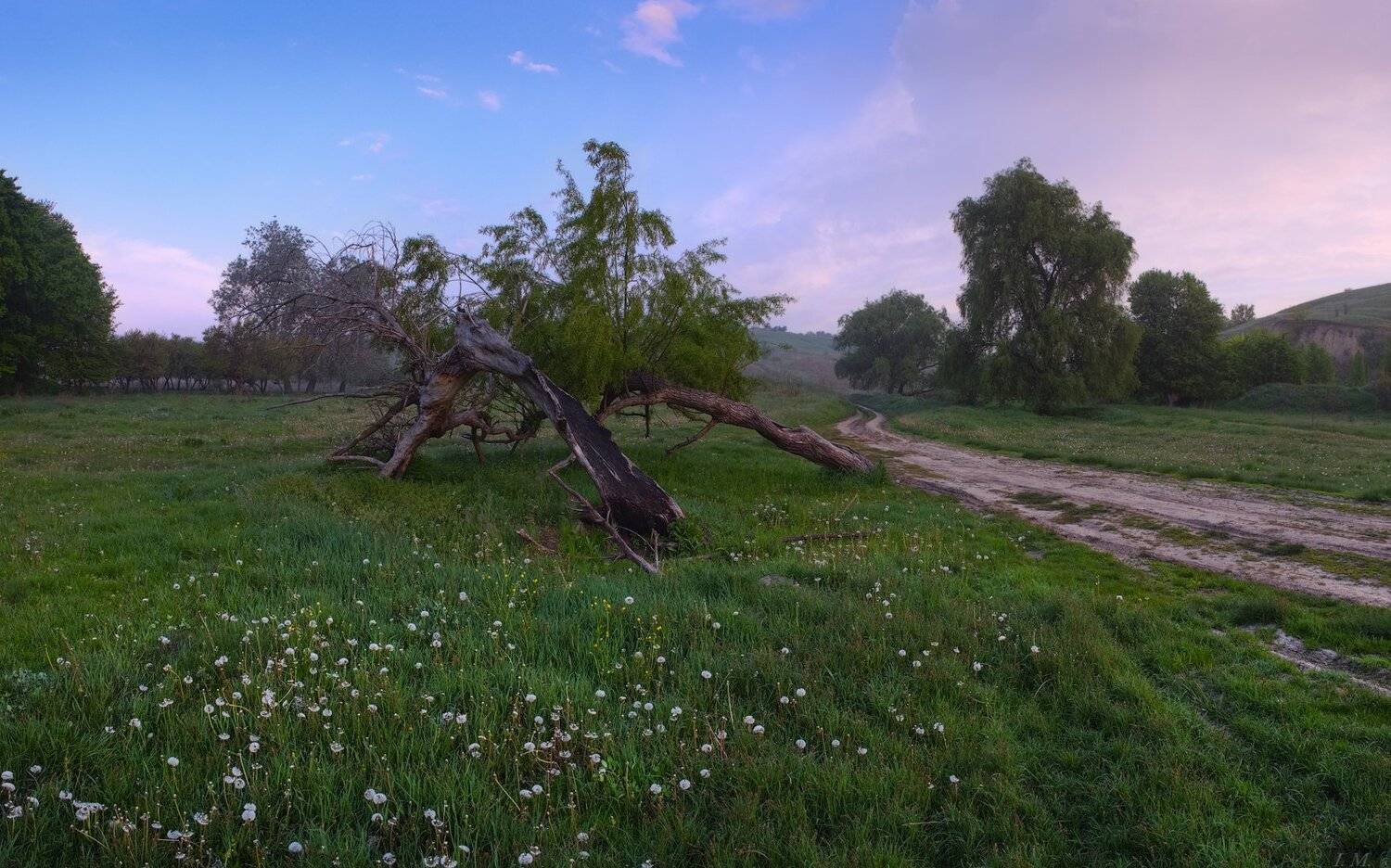 morning, panorama, road, sunrise, деревья, дорога, одуванчики, панорама, поляна, рассвет, Утро, холмы, trees, countryside, I'M