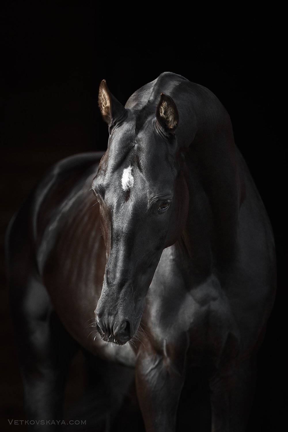 ахалтекинский, жеребец, вороной, Анастасия Ветковская
