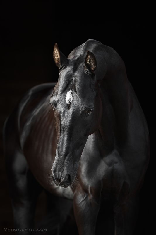 ахалтекинский, жеребец, вороной Черная грация фото превью