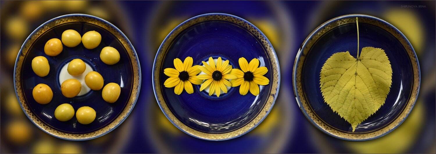 , Шипунова Ирина