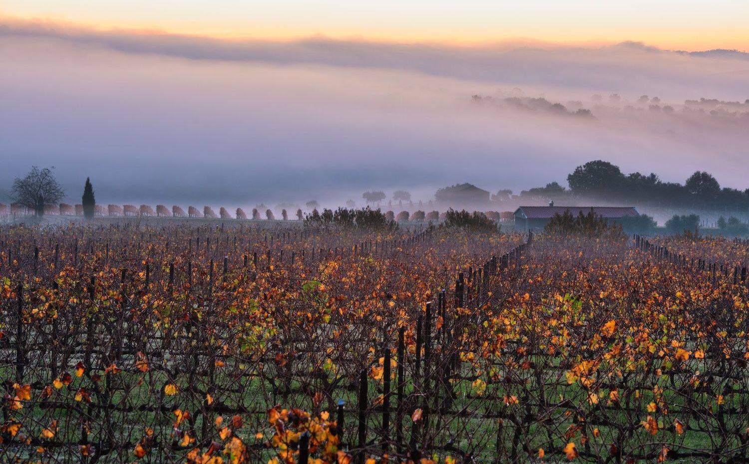 , Андрей Ведерников