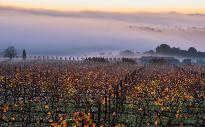 Виноградное настроение фото превью