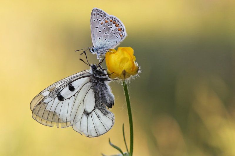 *** фото превью