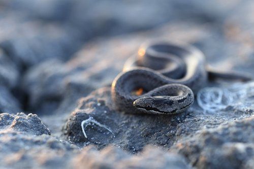 Про гадов ползучих