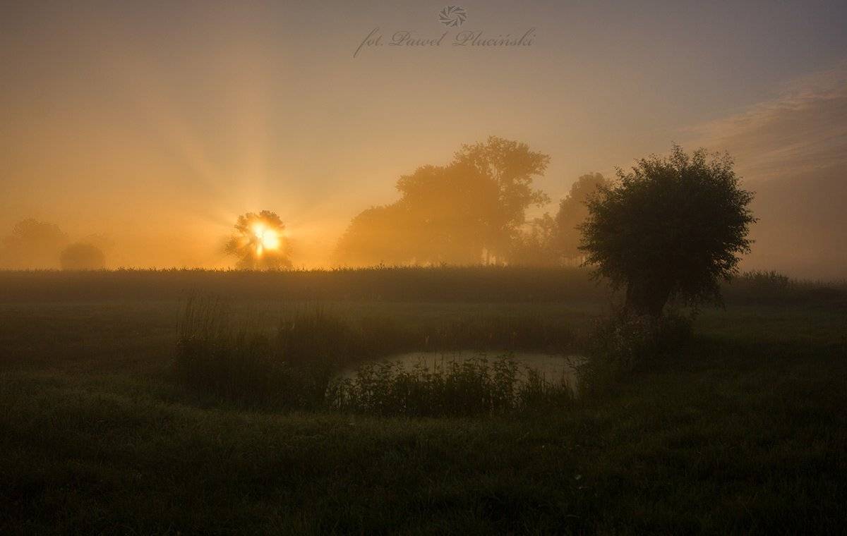 , Pawel Plucinski