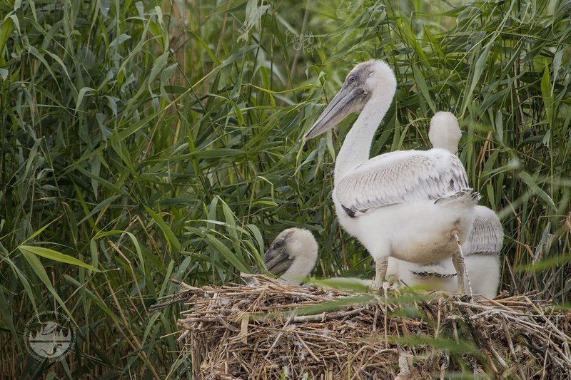 Неприличный портрет фото превью