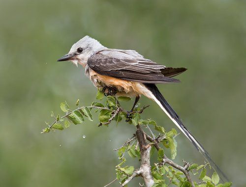 Длиннохвостый королевский тиранн - Scissor-Tailed Flycatcher