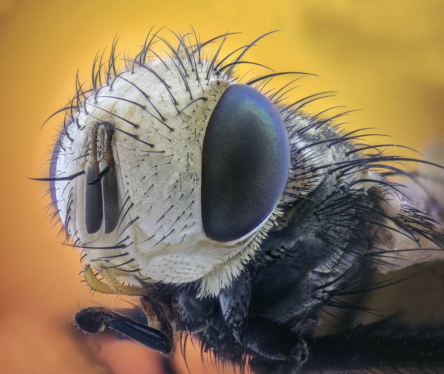 ceclii,macro,lgg4, extrememacro,  макро, Tsvetan Ganev
