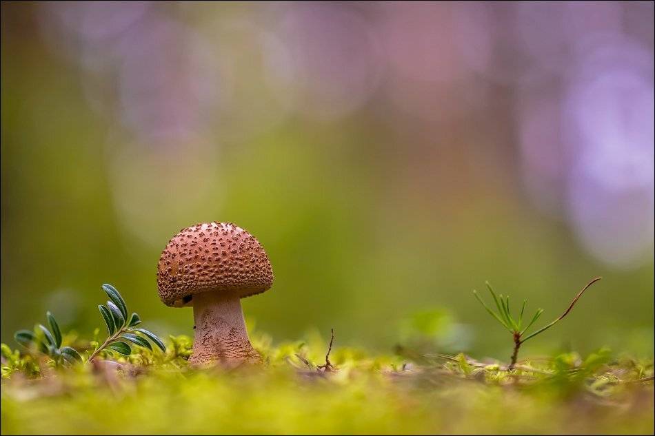 , Бурлов Андрей