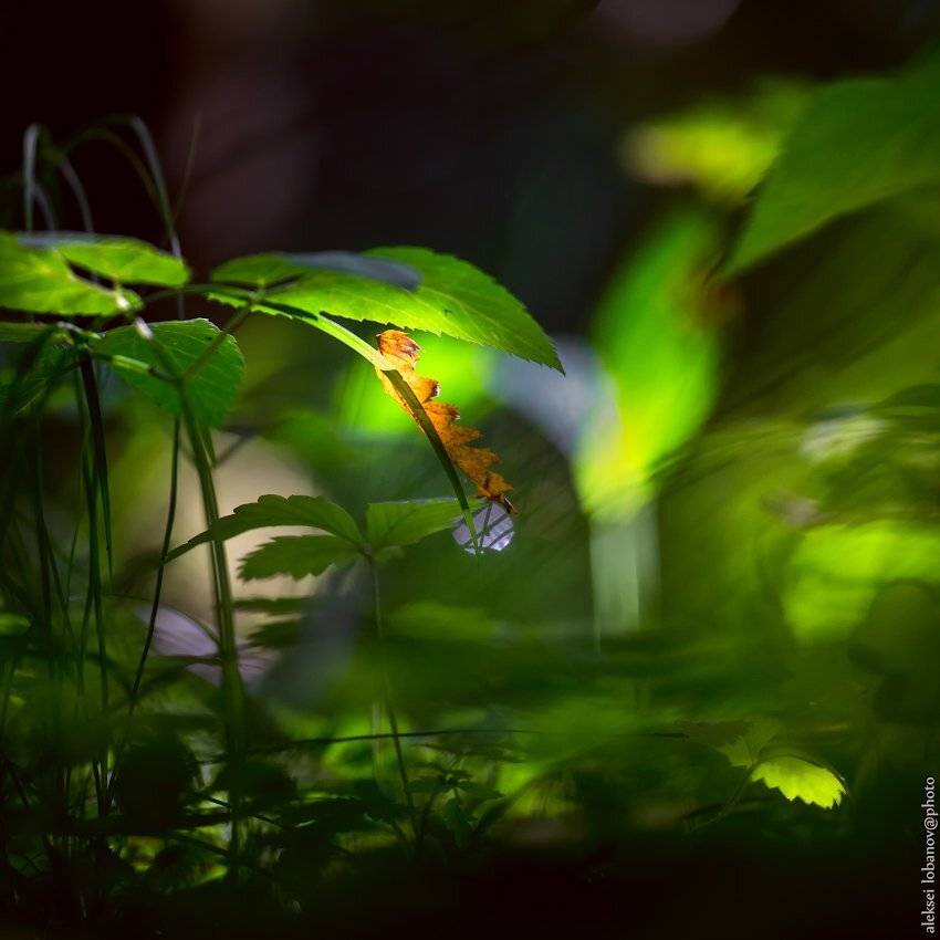 , Алексей Лобанов