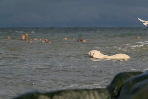Видит око - да зуб неймёт....
