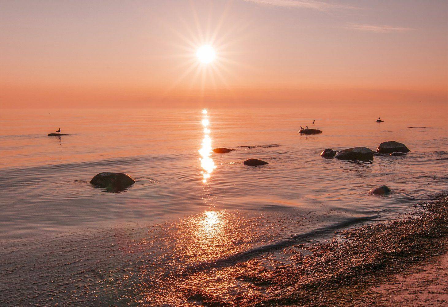 swans,sea,sunset, Daiva Cirtautė