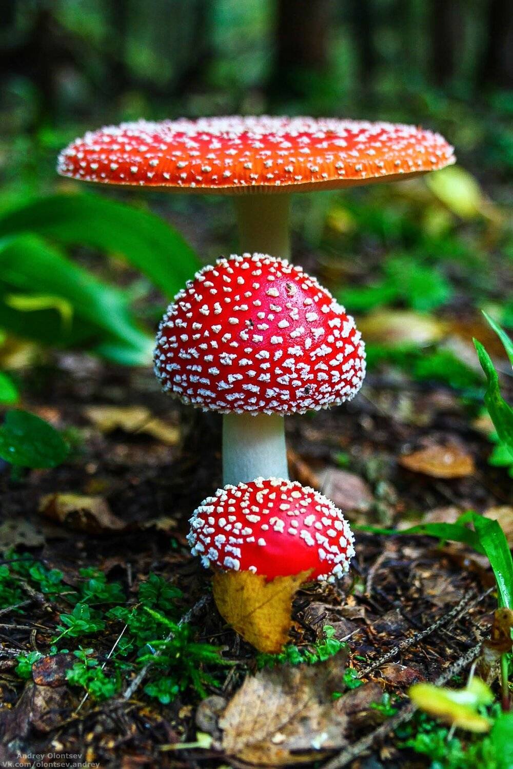 дубна, наукоград, подмосковье, россия, пейзаж, пейзажи, вода, солнце, отражение, рассвет, красота, природа, весна, погода, canon dubna, naukograd, moscow, russia, landscape, water, sun, reflection, dawn, beauty, nature, spring, weather, Андрей Олонцев