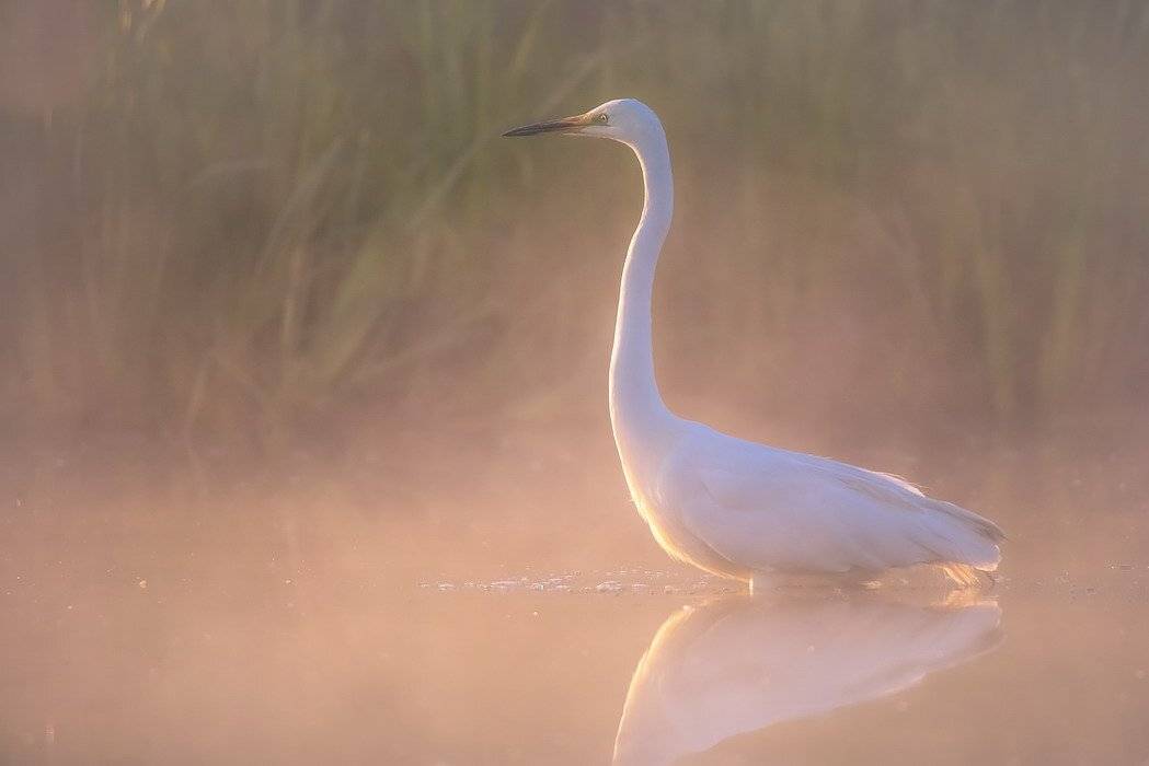 , Вячеслав Мищенко