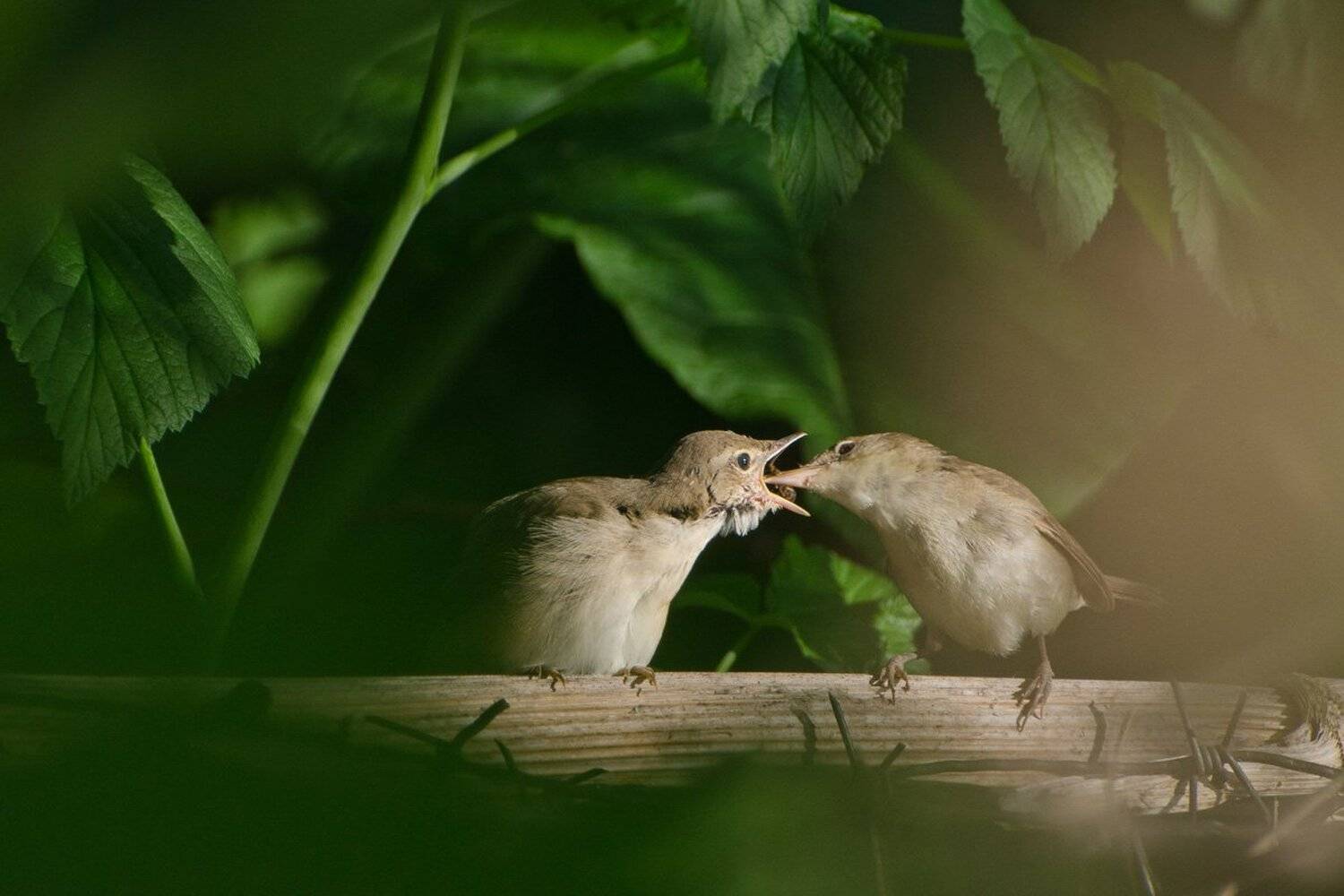 садовые камышовки, птицы, Михаил Агеев