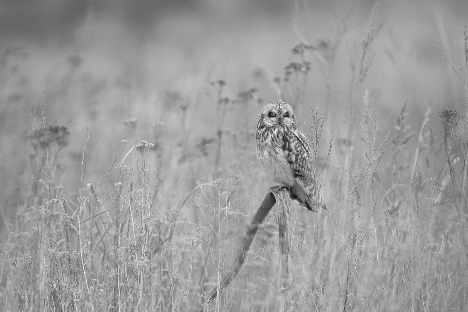 , Дмитрий Вилюнов