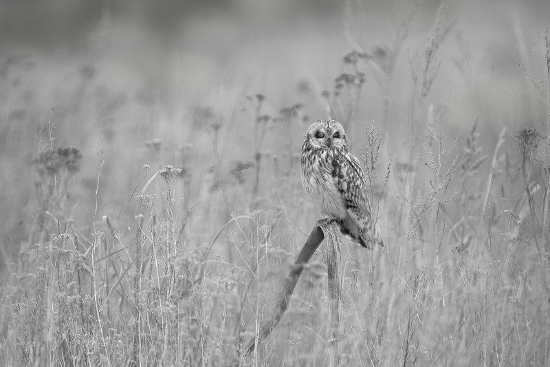 Вздремнулось фото превью