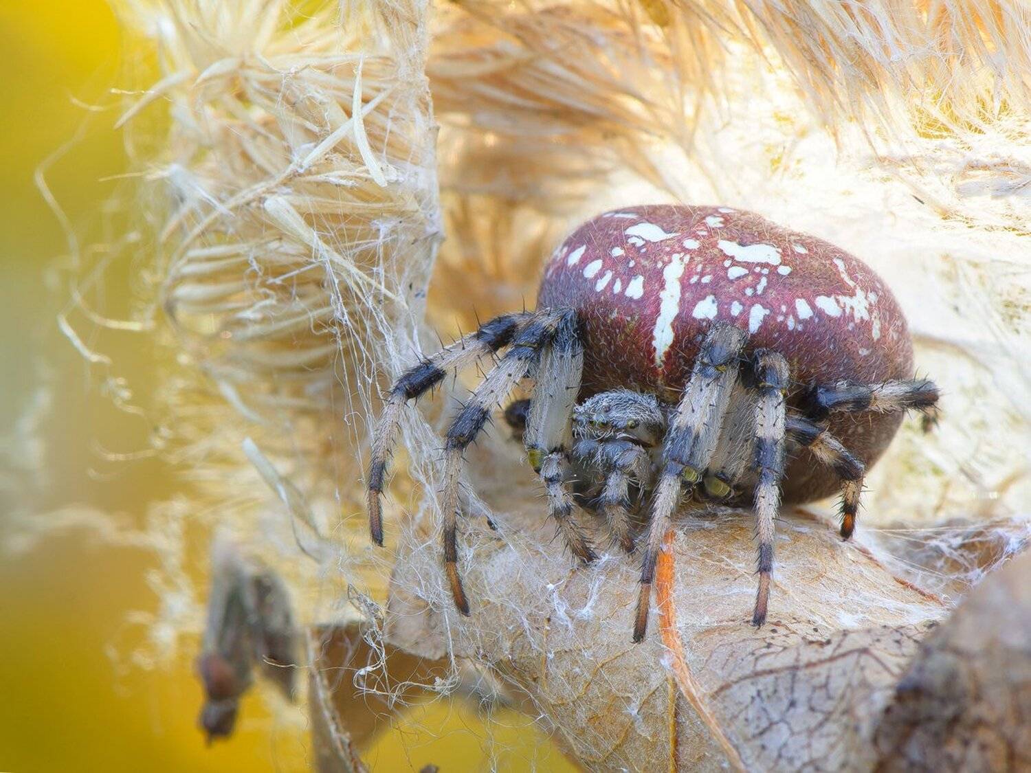 , Кузнецов Дмитрий