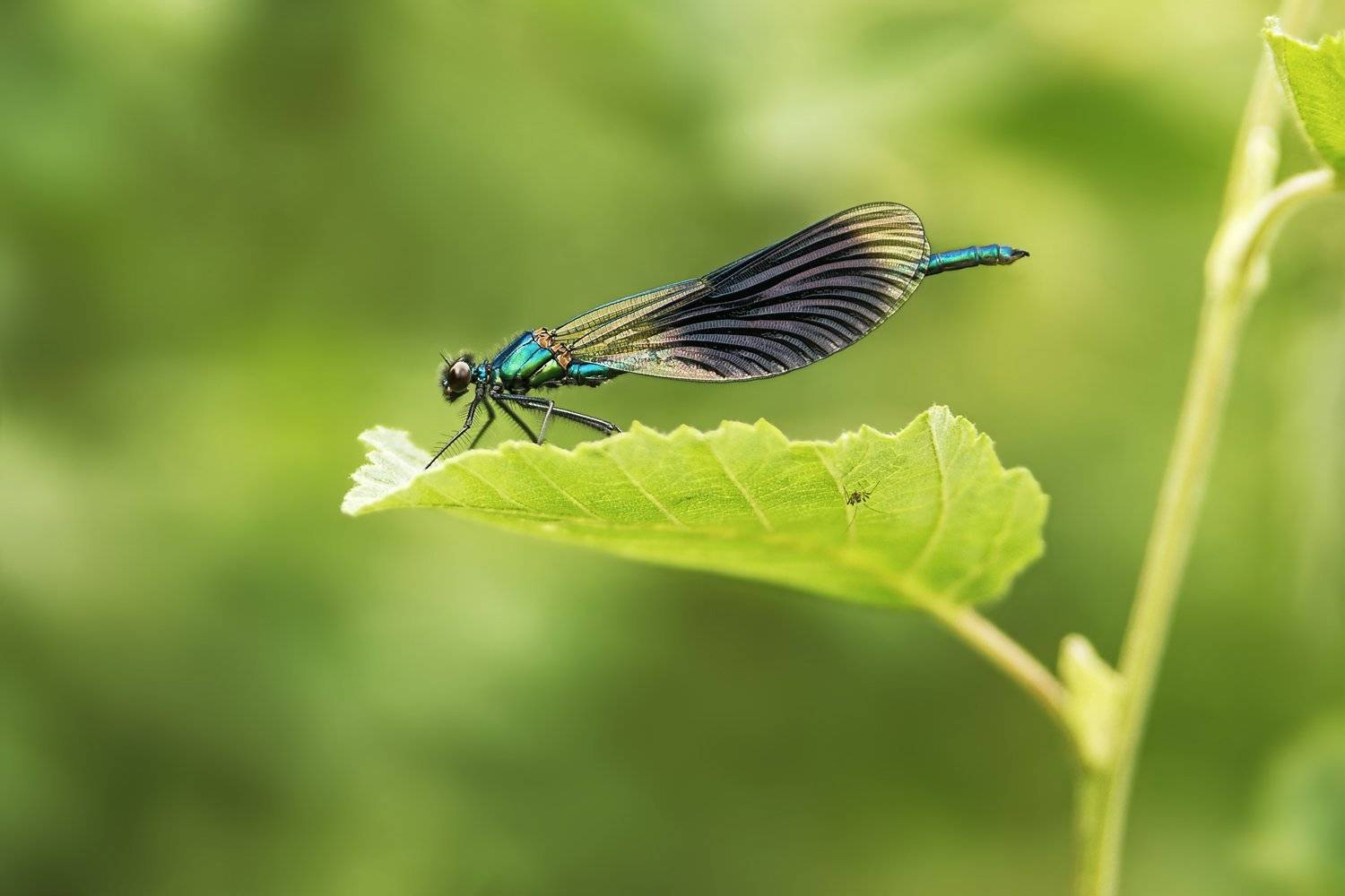 стрекоза, красотка-девушка, зеленая, лист, паук, Ра Вера