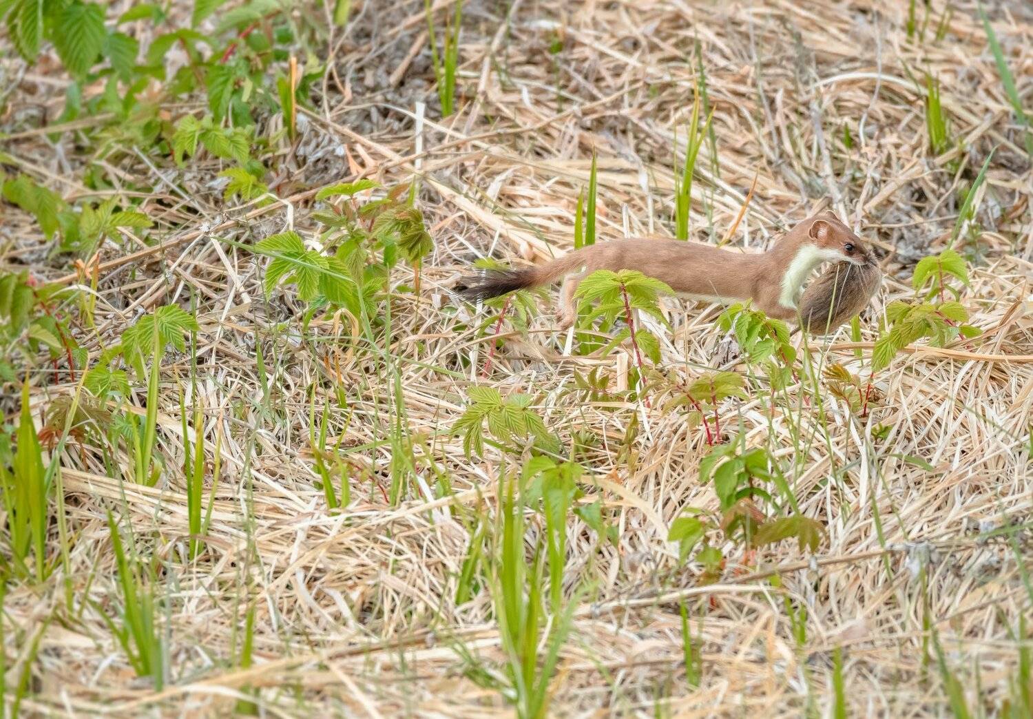 горностай,млекопитающее,животное,хищник,прыжок,добыча,трофей,охота,весна,трава,полёвка,рязанская область,mustela erminea, Ксения Соварцева