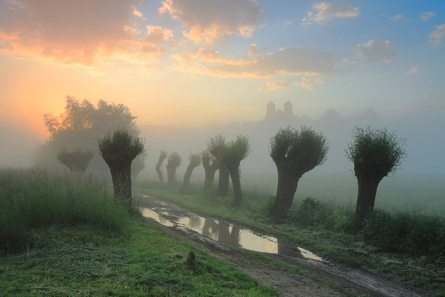 summer, morning, sunrise, mood, willows, tyniec, fog, light, Jacek Lisiewicz