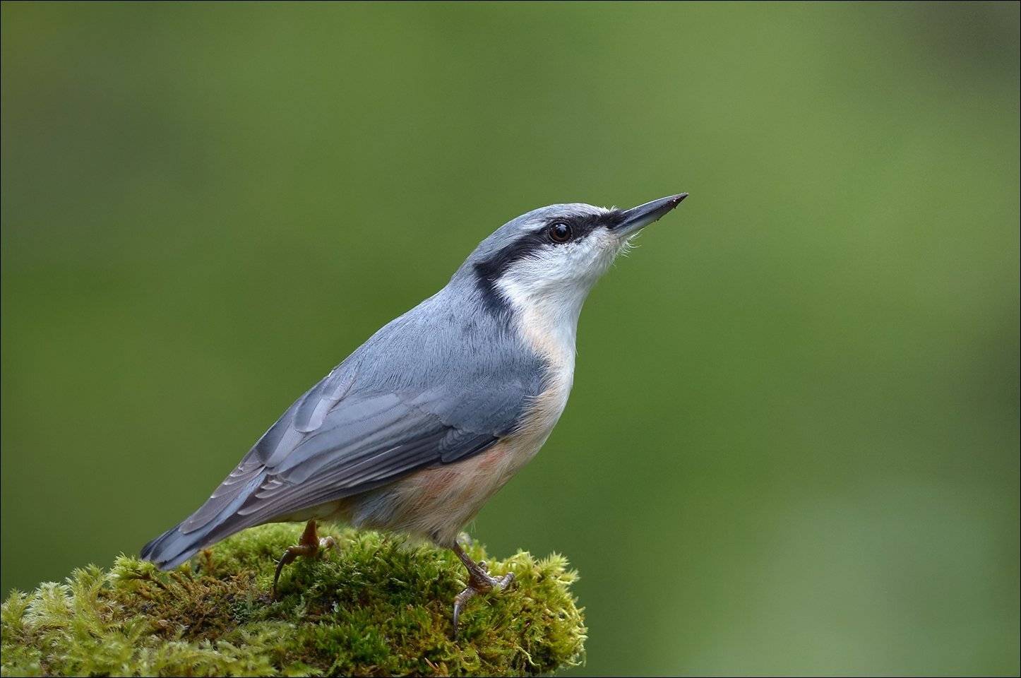 поползень, Андрей Медведев