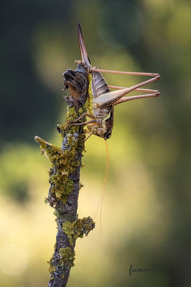 , Игорь ФУММ