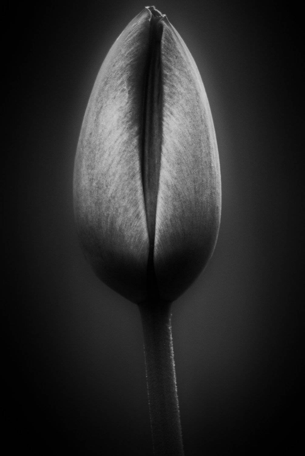 tulip, тюльпан, ja