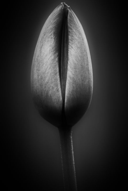 tulip, тюльпан *** фото превью