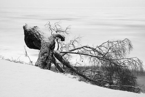 Сказки парка Монрепо. Выборг 2