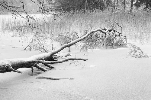 Сказки парка Монрепо. Выборг 4