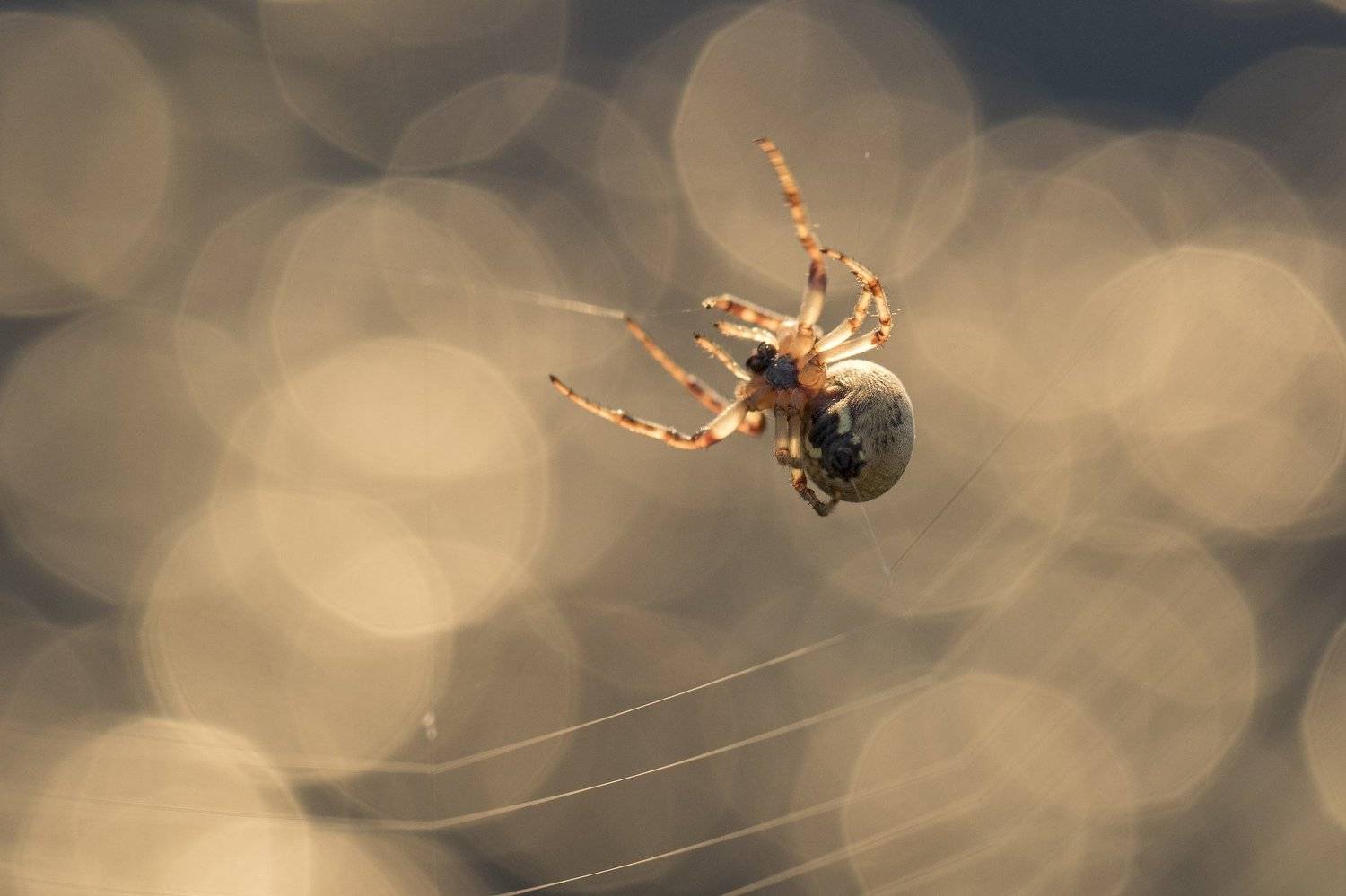 , Desislava Todorova