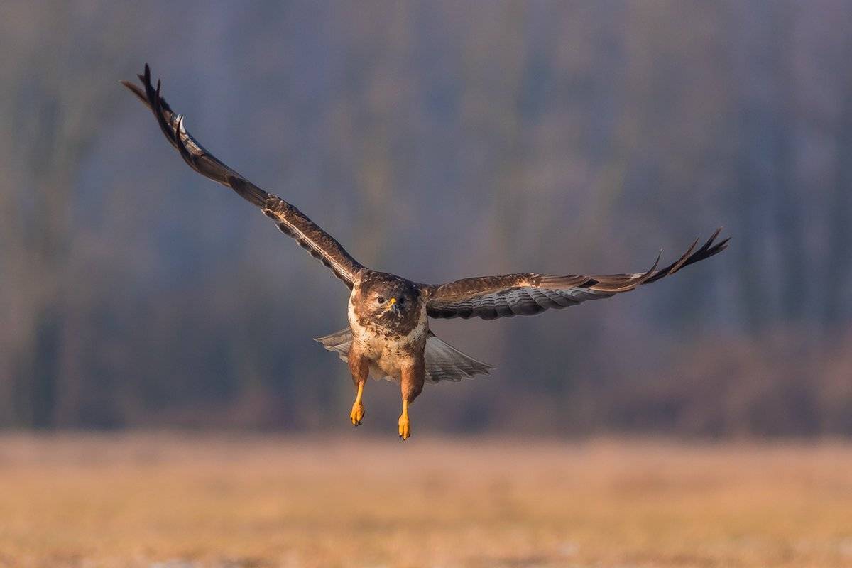 , Łukasz Sok&oacute;ł