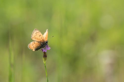 Llonley Butterfly