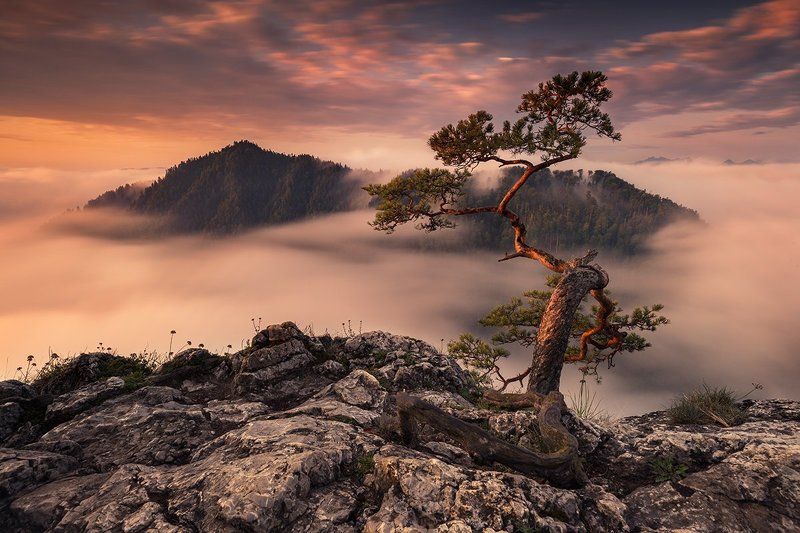 Bonsai III