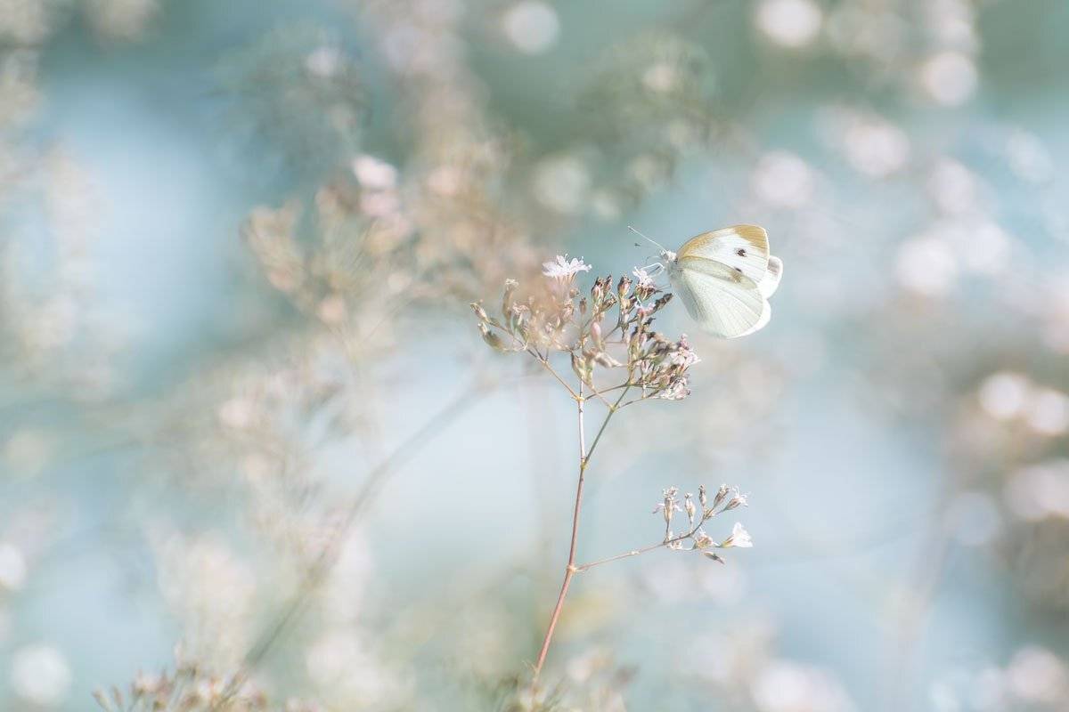 , Шинкарева Елена